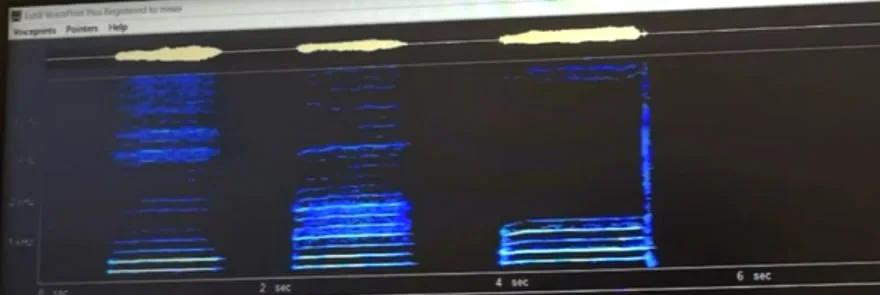 Спектрограмма голоса в VoicePrint до тренировки: гармоники редкие, с провалами