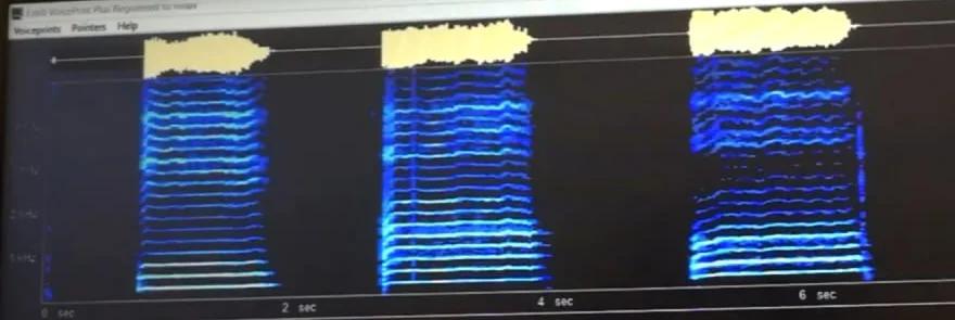 Спектрограмма голоса в VoicePrint после тренировки: гармоники плотные и ровные